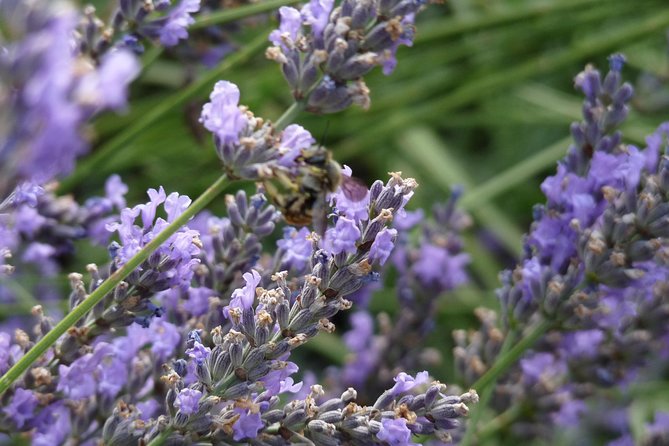 Lavender Small-Group Tour In Valensole from Marseille - Is $191.88 a good value?