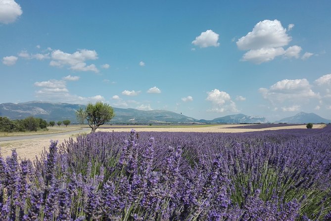 Lavender Small-Group Tour In Valensole from Marseille - Bloom dates matter more than almost anything