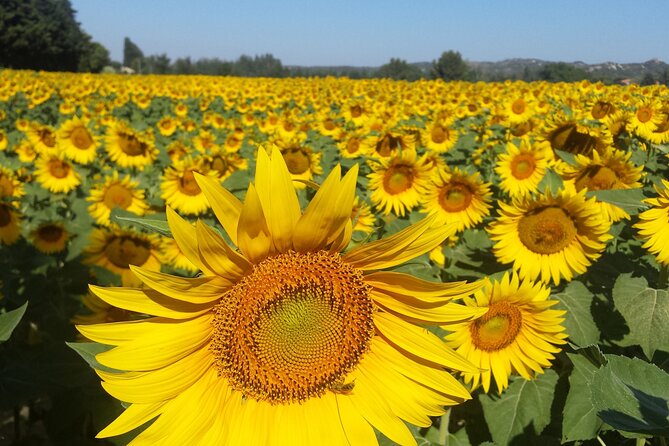 Luberon, Roussillon & Gordes Half-Day Tour from Avignon - Price, transport, and overall value