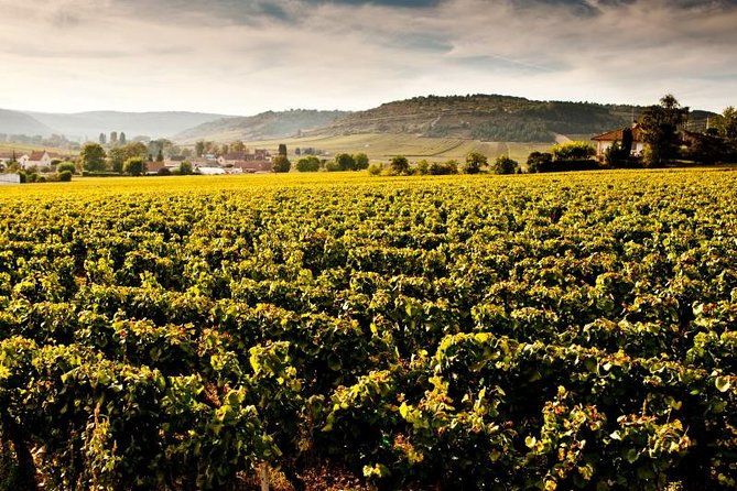 Luxury Luxury Wine Tour Experience - Why this Burgundy tour costs so much