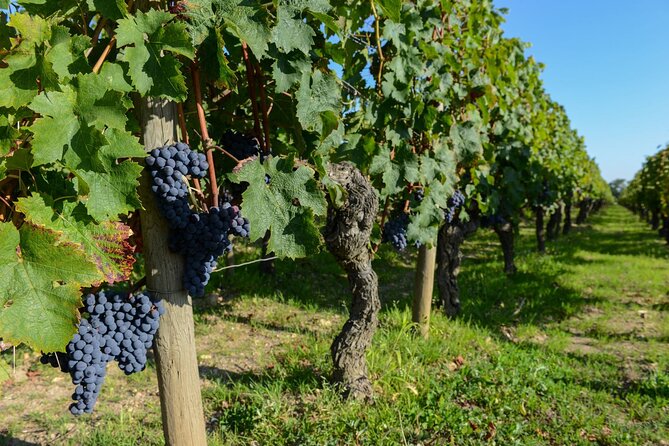 Medoc Region Wine Day Trip with Vineyard Visits & Tastings from Bordeaux - Food, Timing, and Other Practical Details