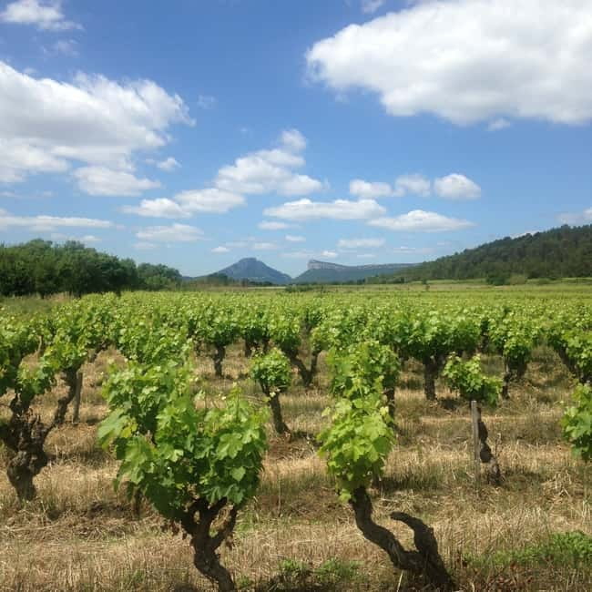 Montpellier: Pic Saint-Loup Wine Tour - The guide makes the small group work