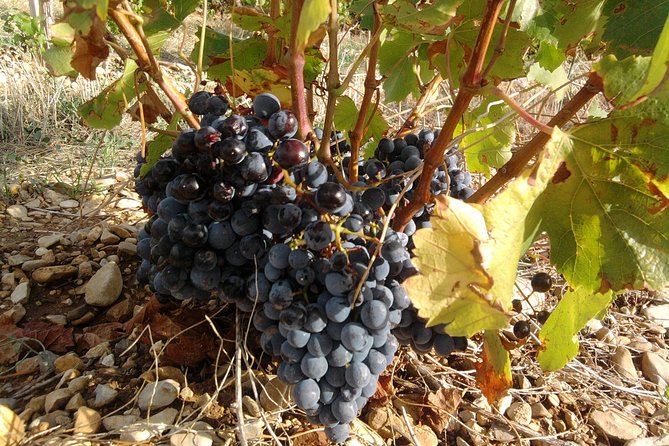 Morning Wine Tour to Chateauneuf du Pape from Avignon - First winery: the visit that can make the morning