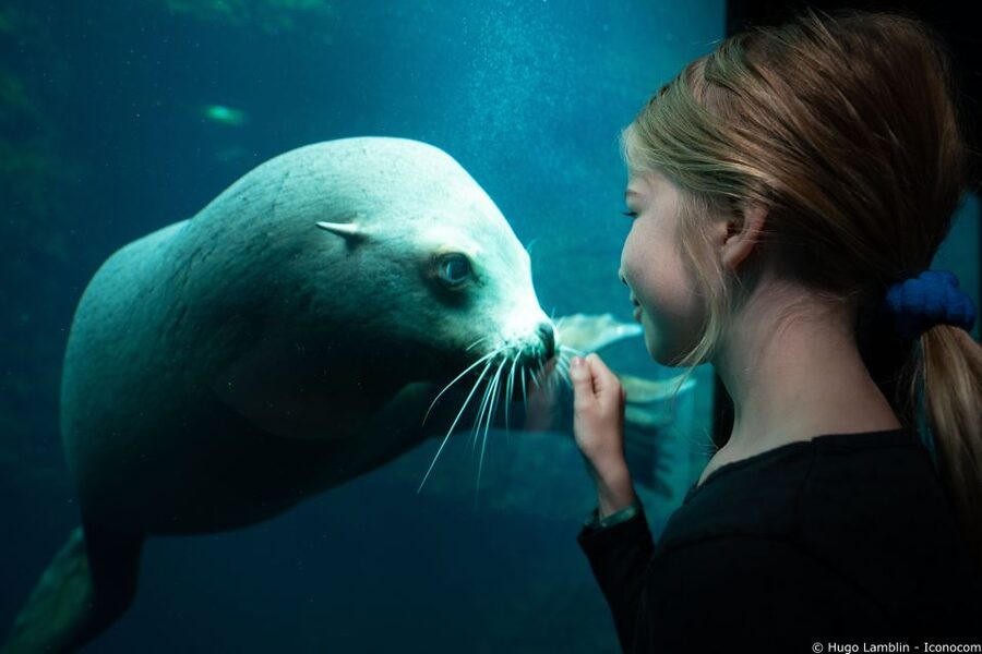 Nausicaá National Sea Center: Full-Day Entry Ticket - My advice for getting the best visit