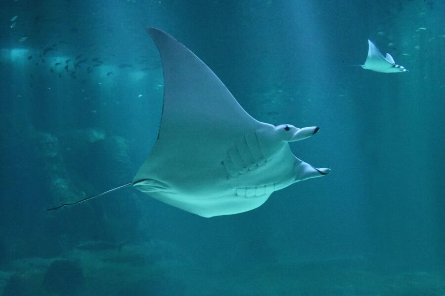 Nausicaá National Sea Center: Full-Day Entry Ticket - Entering Nausicaá and finding your route