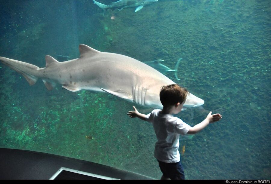 Nausicaá National Sea Center: Full-Day Entry Ticket - Sea lions, penguins, and caretaker activities