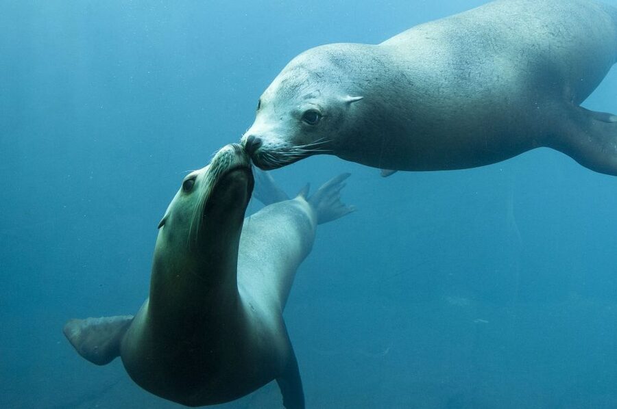Nausicaá National Sea Center: Full-Day Entry Ticket - Food breaks, facilities, and the practical side
