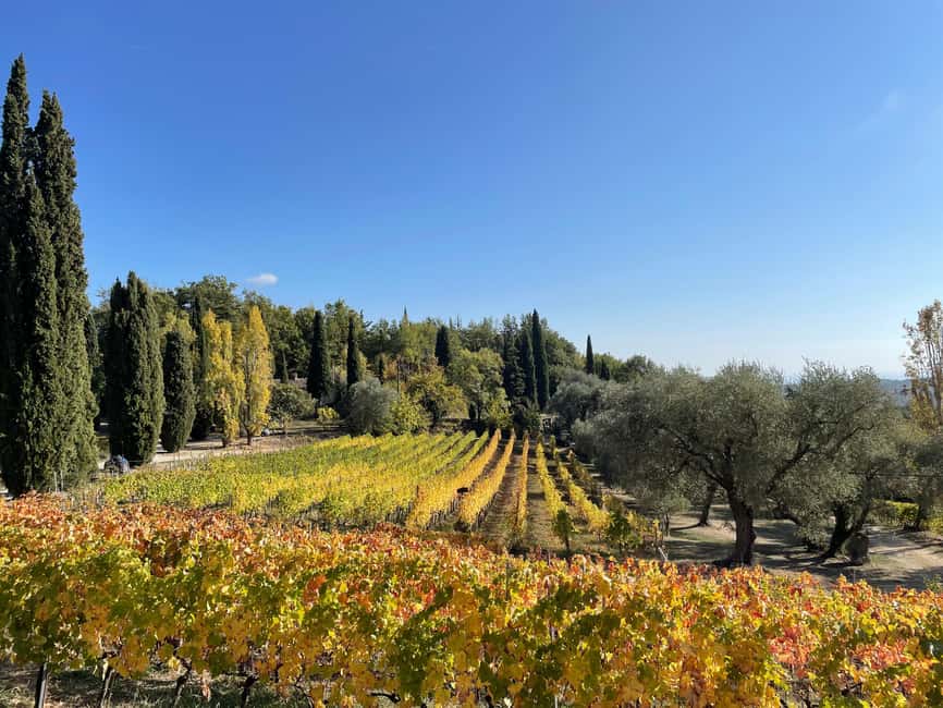 Nice: Full-Day Côtes de Provence Wine Tour - A second estate and a wider look at Provence wine