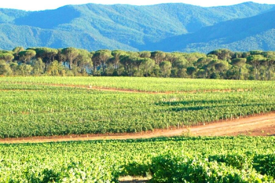 Nice: Full-Day Côtes de Provence Wine Tour - Should you book the Côtes de Provence day trip?