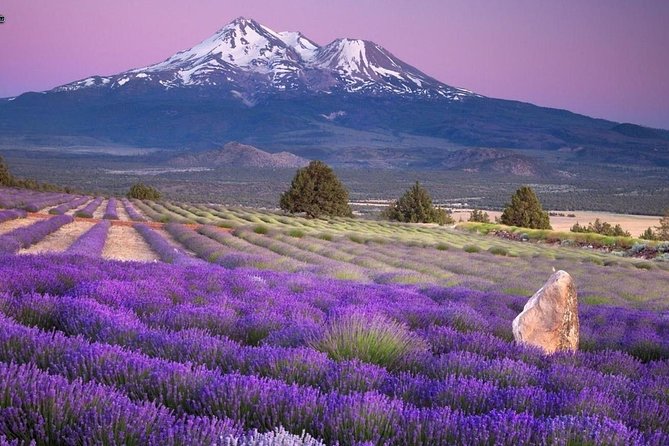 Nice: Gorges of Verdon and Fields of Lavender Tour - Castellane, a first taste of the mountain villages