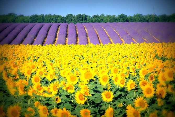 Nice: Gorges of Verdon and Fields of Lavender Tour - Lake Sainte-Croix and optional time on the water