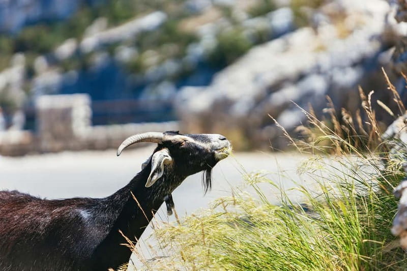 Nice: Gorges of Verdon and Fields of Lavender Tour - Guides, vehicles, and the value of a small group