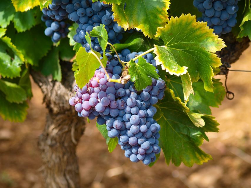 Nice: Half-Day Saint Paul de Vence and Wine Tasting Tour - What the $110 price includes, and what it does not