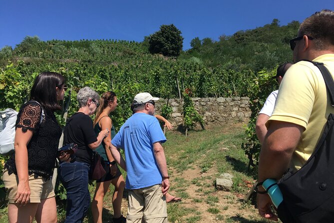 Northern Rhône Valley Wine tour from Lyon Half Day - Key points to know before booking