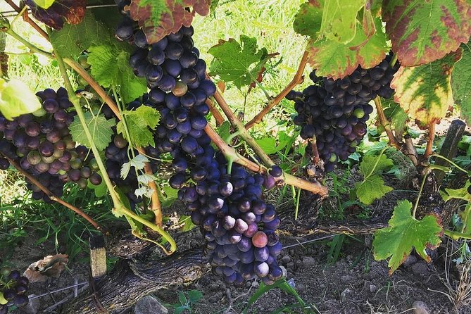 Northern Rhône Valley Wine tour from Lyon Half Day - What the winery tastings are really like