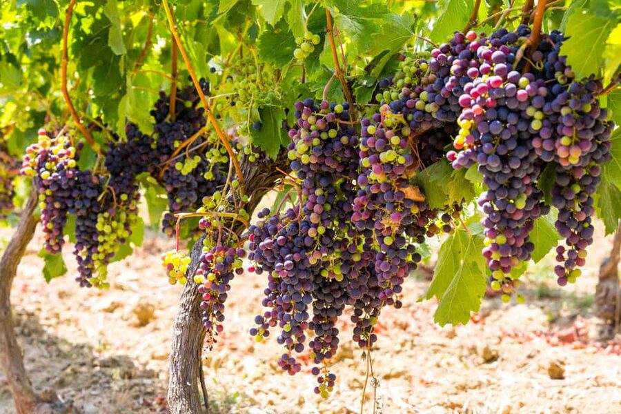 Organic Wine Tasting with Saint paul Half Day Tour from Nice - The drive to Saint Jeannet