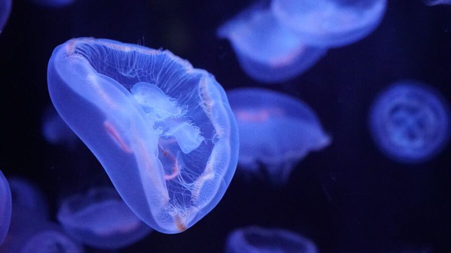 Paris: Aquarium de Paris Entrance Ticket - A calm indoor break from central Paris