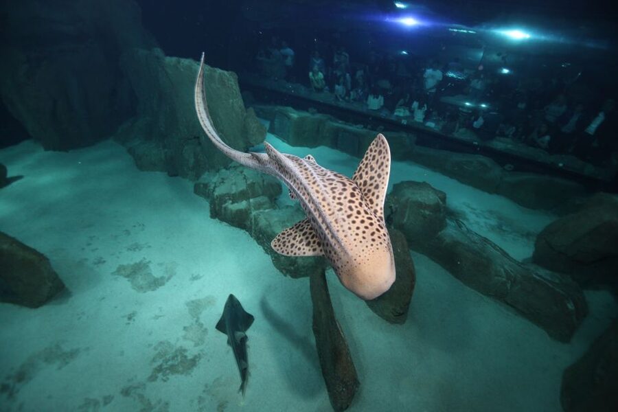 Paris: Aquarium de Paris Entrance Ticket - Sharks, rays, and the large aquarium tank