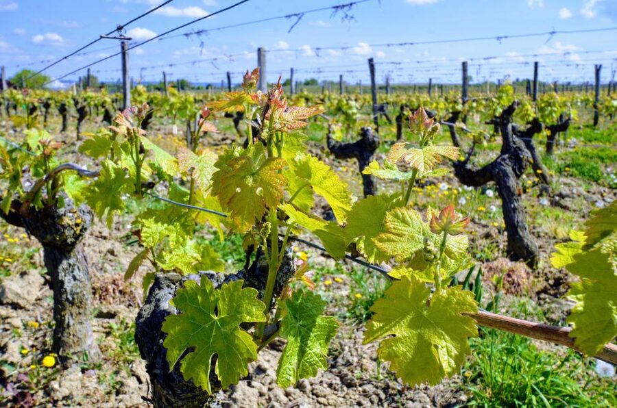 Paris: Loire Valley Chambord Castle, Wine Tasting & Lunch - Through Touraine, Vouvray, and Montlouis-sur-Loire