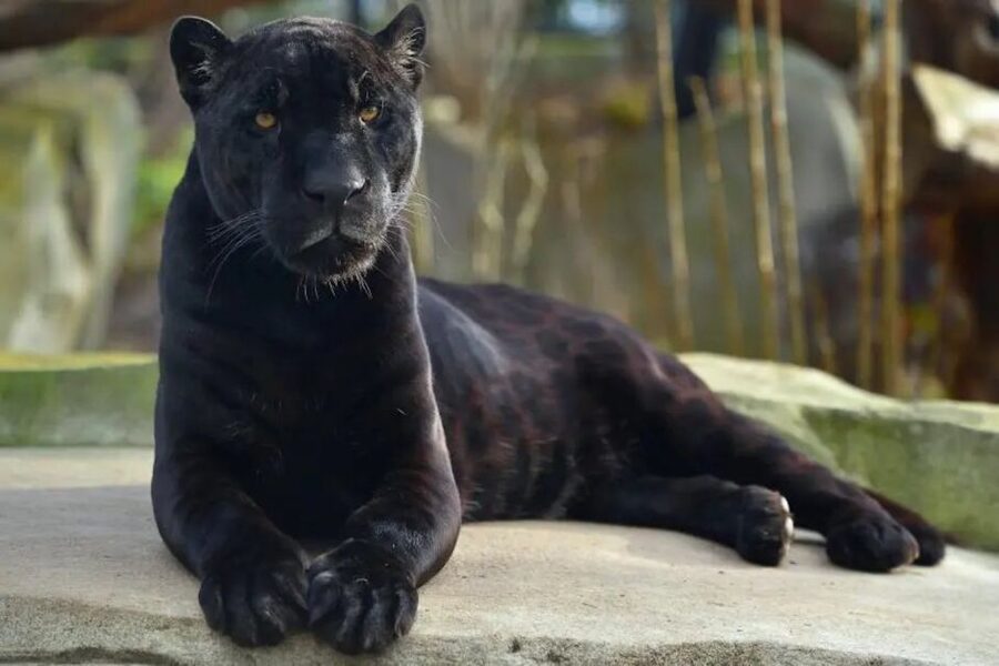 Paris: Paris Zoological Park Entrance Ticket - The Amazon Zone Has the Biggest Surprise Factor