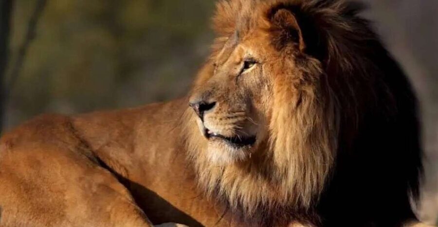 Paris: Paris Zoological Park Entrance Ticket - Starting in Africa: Lions, Giraffes, and Zebras