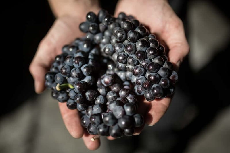 Passy-Grigny: Chocolate and Champagne Tasting Tour - The 75-minute production tour