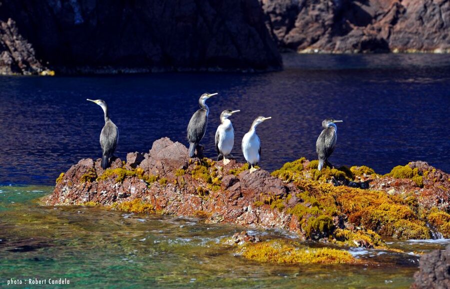 Porto: Half-Day Cruise Scandola Reserve & Calanche de Piana - Key points to know before you book