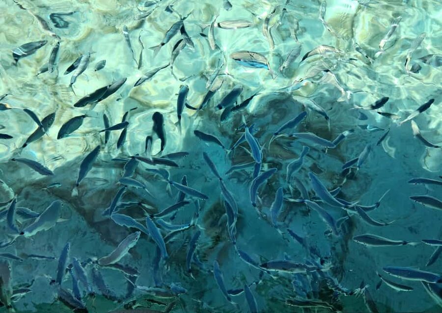 Porto-Vecchio : Discover Nature Through the Lavezzi Islands - Snorkeling in the protected Lavezzi Archipelago