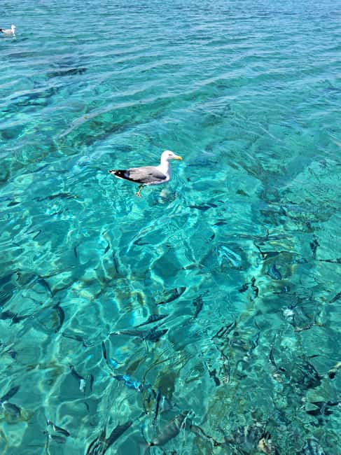 Porto-Vecchio : Discover Nature Through the Lavezzi Islands - Piantarella Bay and the sandbank pause