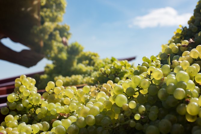 Private excursion to Côte de Beaune and Côte de Nuits (full day) - Lunch beside the route, with the bill left to you