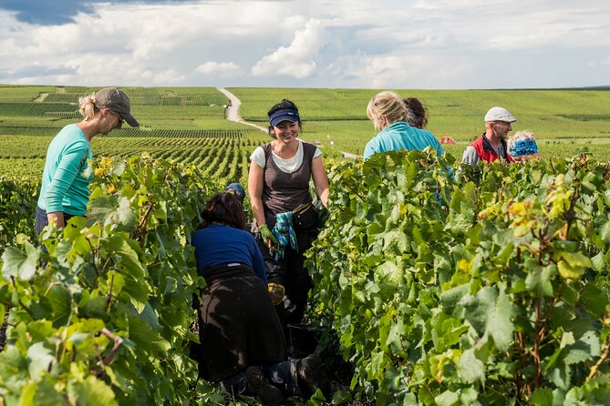 Private tour of the Champagne area, meet local producers and taste their Champagne, start from your hotel in Paris. - What the tastings really offer