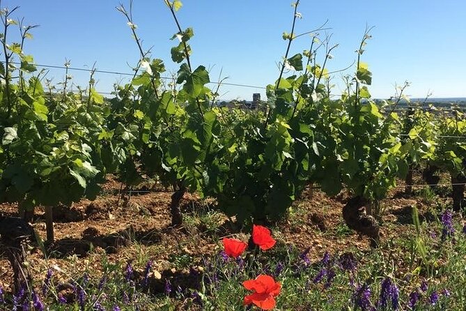 Private Wine Tasting Tour - Burgundy Uncorked!! - Key points at a glance