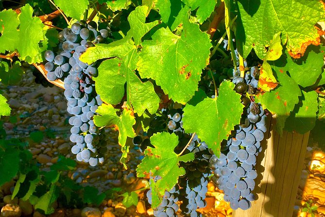 Provence Cru Wine Small-Group Half-Day Tour from Avignon - Who should book this Provence wine tour?