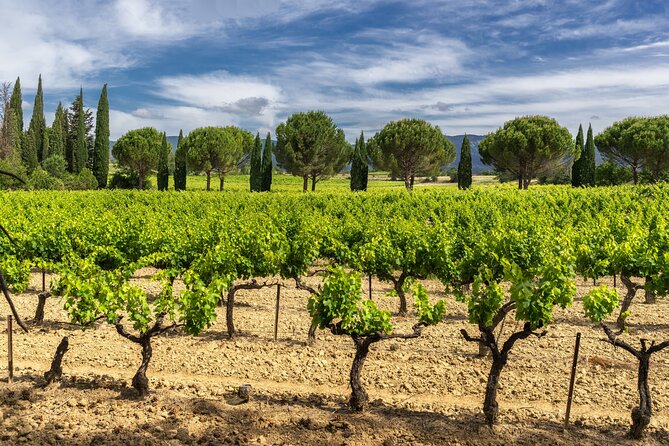 Provence Day Trip with Cassis Village Boat Ride and Local Wine Tasting from Aix - What the small group changes