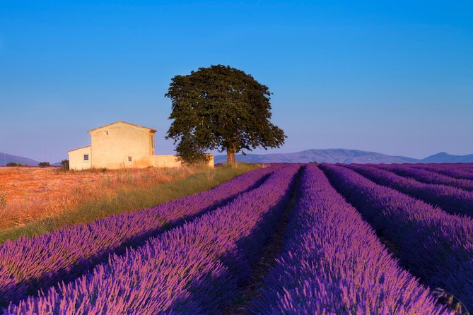 Provence Lavender Fields Tour from Aix-en-Provence - Lake Sainte-Croix can make the long day worthwhile