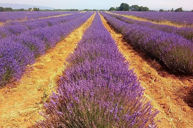 Provence Lavender Full Day Tour from Avignon - How Much Lavender Will You See?