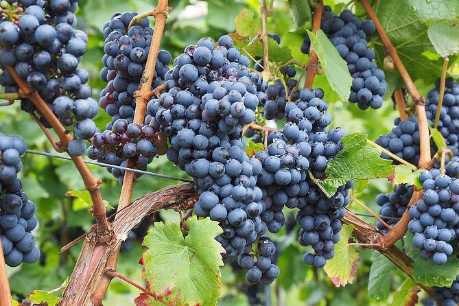 Provence Organic Wine Tasting Half Day Tour from Nice - Is $72.01 good value?