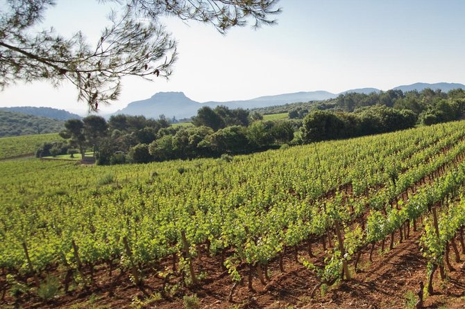 Provence Wine Tour - Private Day Tour from Nice - Lunch in a village or at an estate