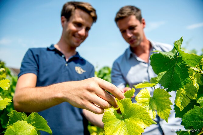 Reims afternoon tour Champagne and family growers - Why this Reims Champagne tour feels different