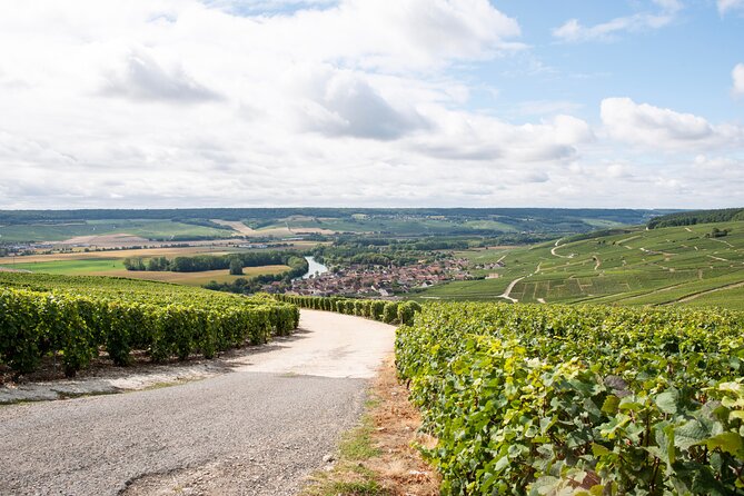 Reims afternoon tour Champagne and family growers - Who should book this Champagne experience?