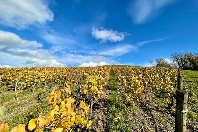 Reims or Epernay: Full day Champagne Mumm, family grower & lunch - Walking through the Montagne de Reims vineyards
