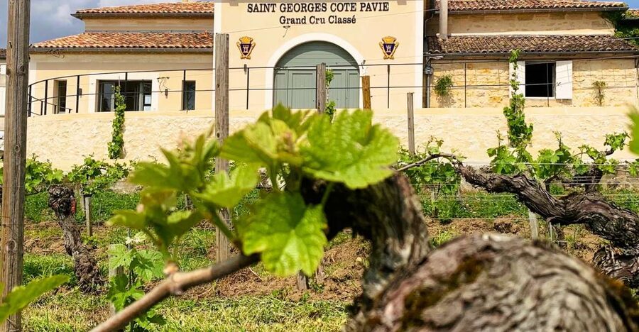 Saint-Émilion: Bordeaux Vineyard Tour and Wine Tasting - What the guides add to the experience