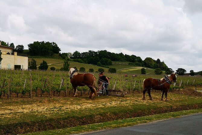 Saint Emilion Half-Day Trip with Wine Tasting & Winery Visit from Bordeaux - Why Saint-Émilion works so well from Bordeaux