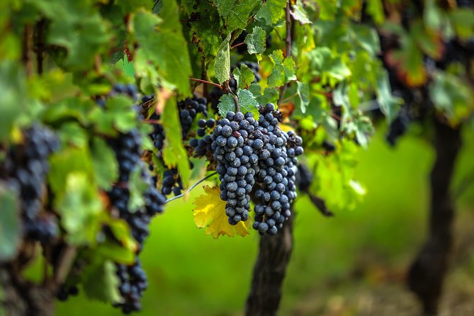 Saint Emilion Half-Day Trip with Wine Tasting & Winery Visit from Bordeaux - The drive into Saint-Émilion’s wine country