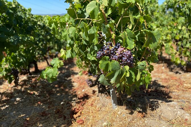 Small Group Guided E-bike Tour in Nice's Organic Vineyard - Is the $119.77 Price Fair?
