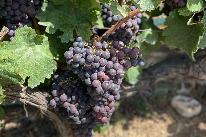 Small Group Guided E-bike Tour in Nice's Organic Vineyard - What the Electric Assistance Really Changes