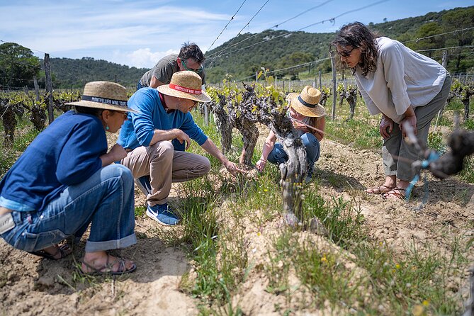 Small-Group Half-Day Languedoc Pic Saint-Loup Wine Tour from Montpellier - Weather, cancellations, and basic planning