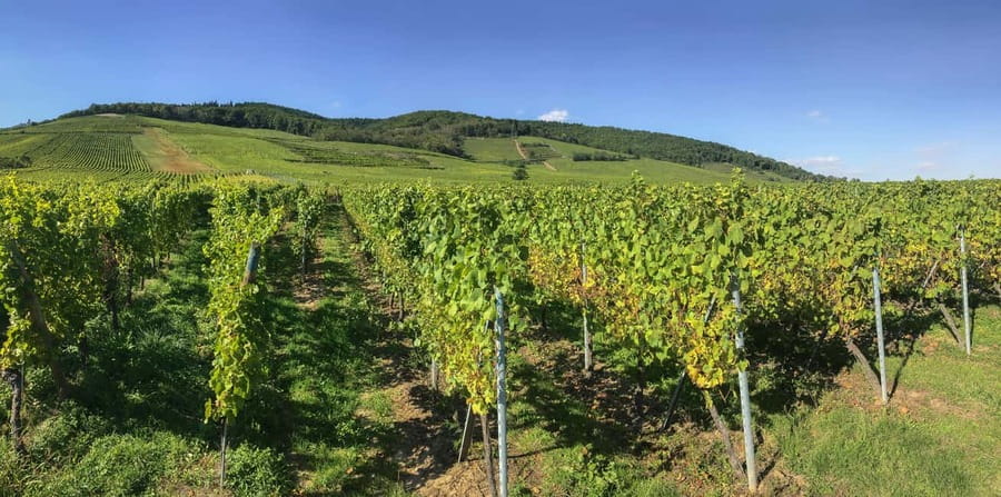 Strasbourg: Full-Day Small Group Tour to Colmar & Riquewihr - Start in Strasbourg with simple pickup