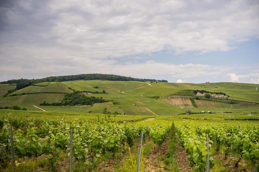 The Essential Tour from Epernay with Champagne Tasting - Vineyard viewpoints and photo stops
