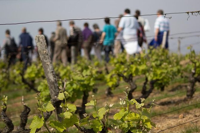 Tour of a Vineyard, Winery & Cellar with Wine Tasting in Vouvray, Loire Valley - Key points to know before you book